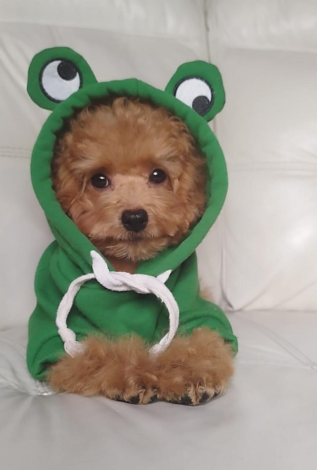 тедди пудель