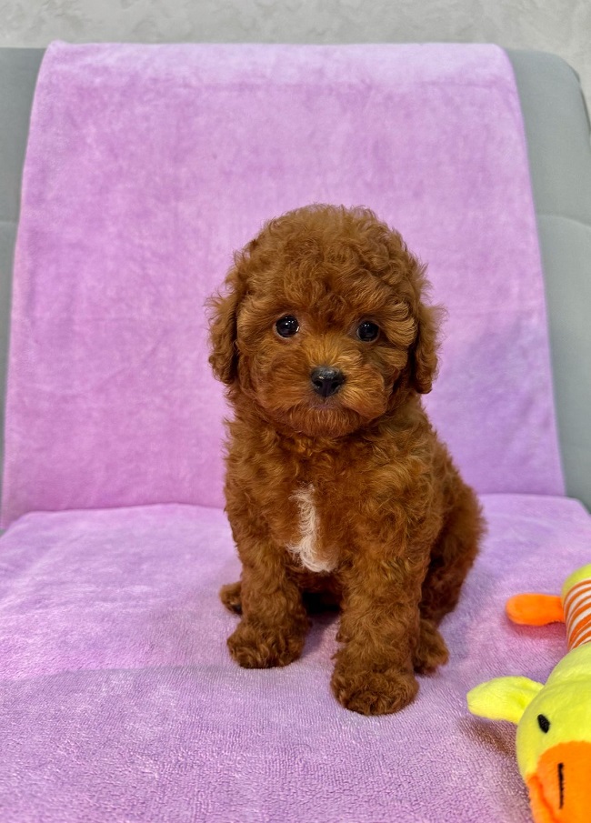 купить микро пуделя Тедди