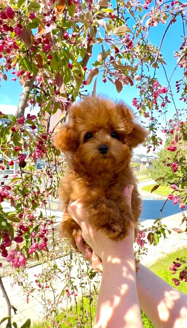 щенок мальтипу