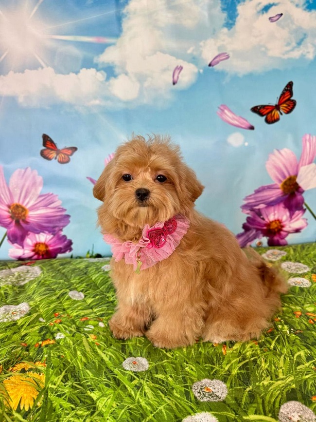 щенок мальтипу