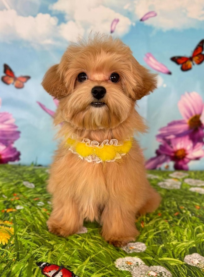 щенок мальтипу