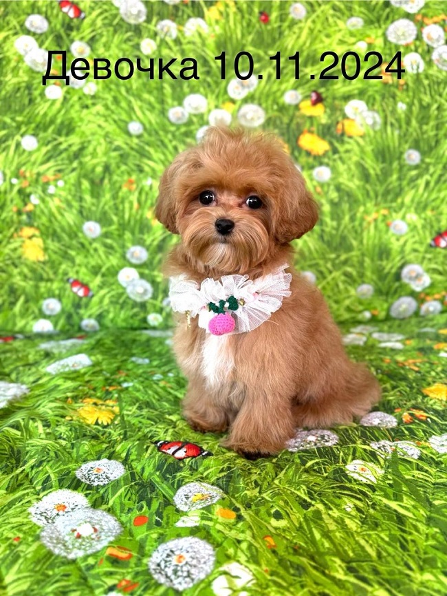 щенок мальтипу