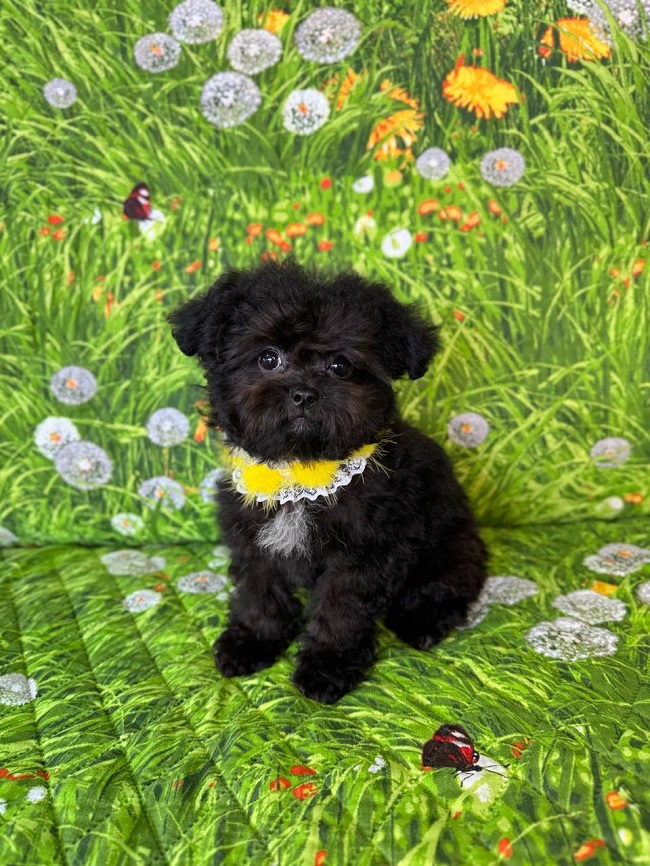 щенок мальтипу