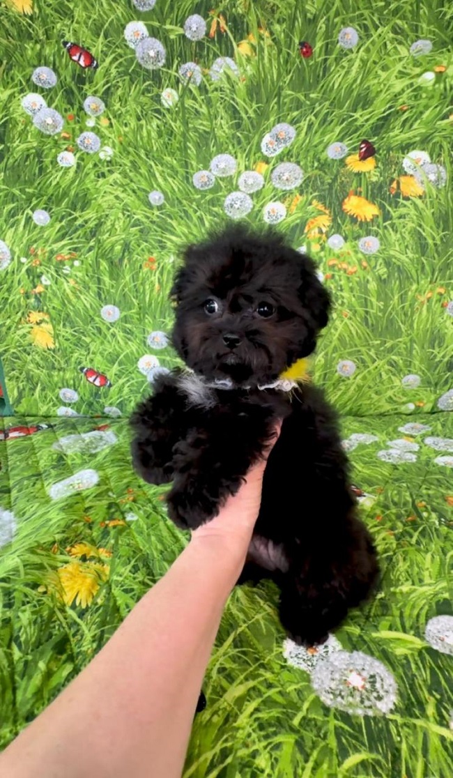 щенок мальтипу