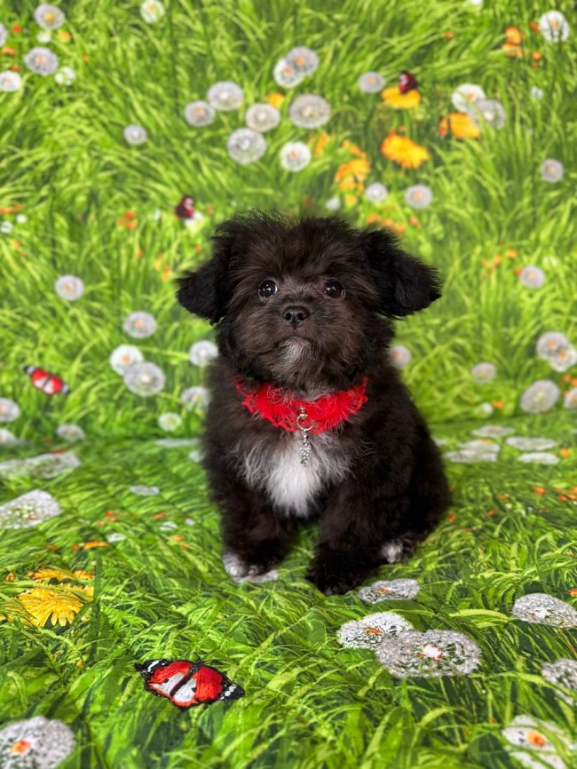 щенок мальтипу