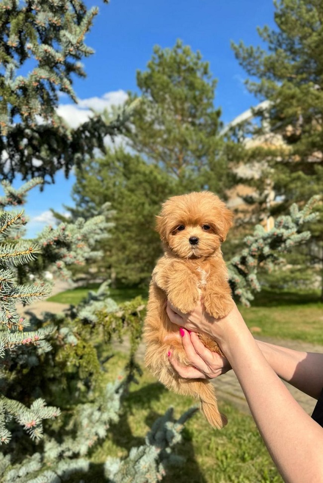 щенок мальтипу