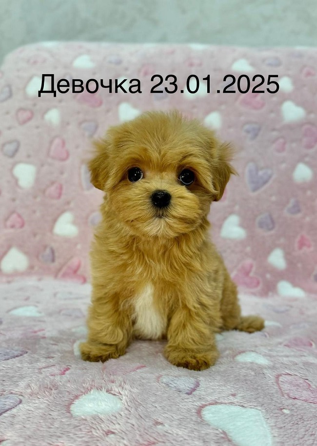 щенок мальтипу