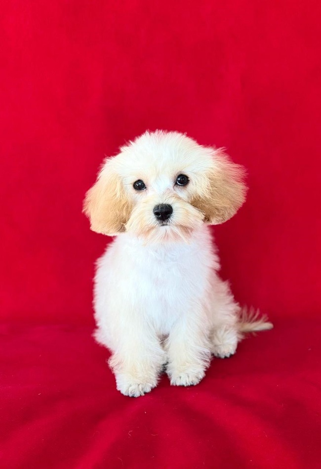 той тедди пудель