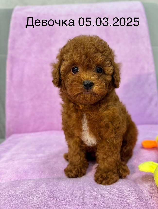 купить микро пуделя Тедди