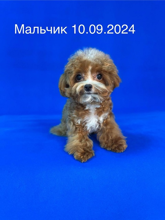 щенок мальтипу