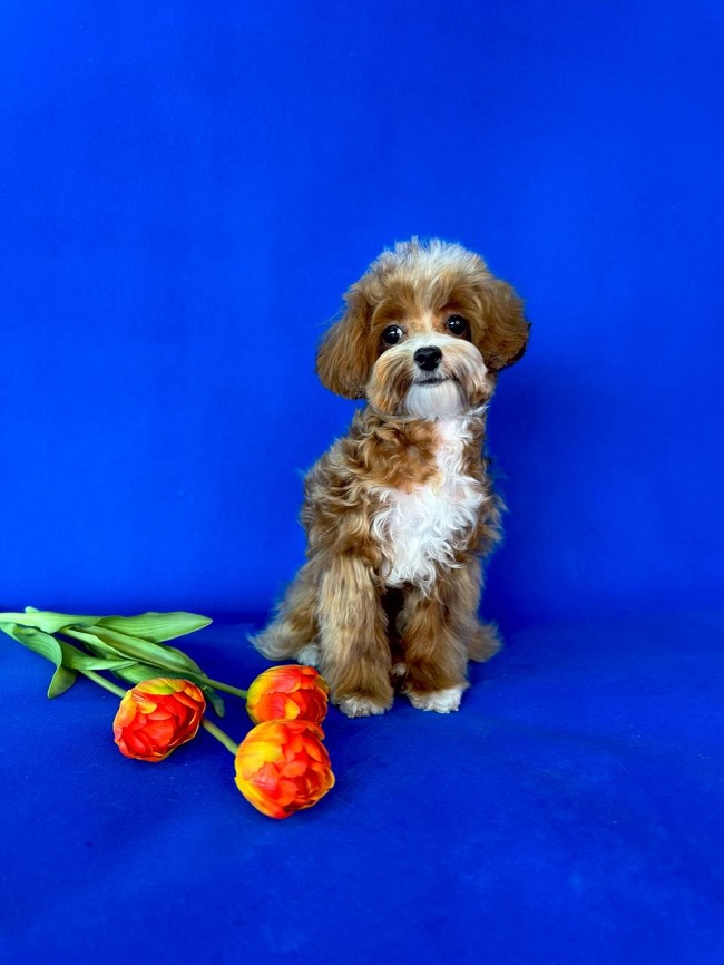 щенок мальтипу