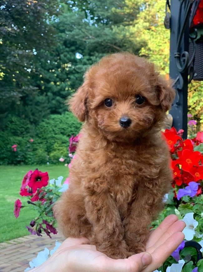 тедди пудель