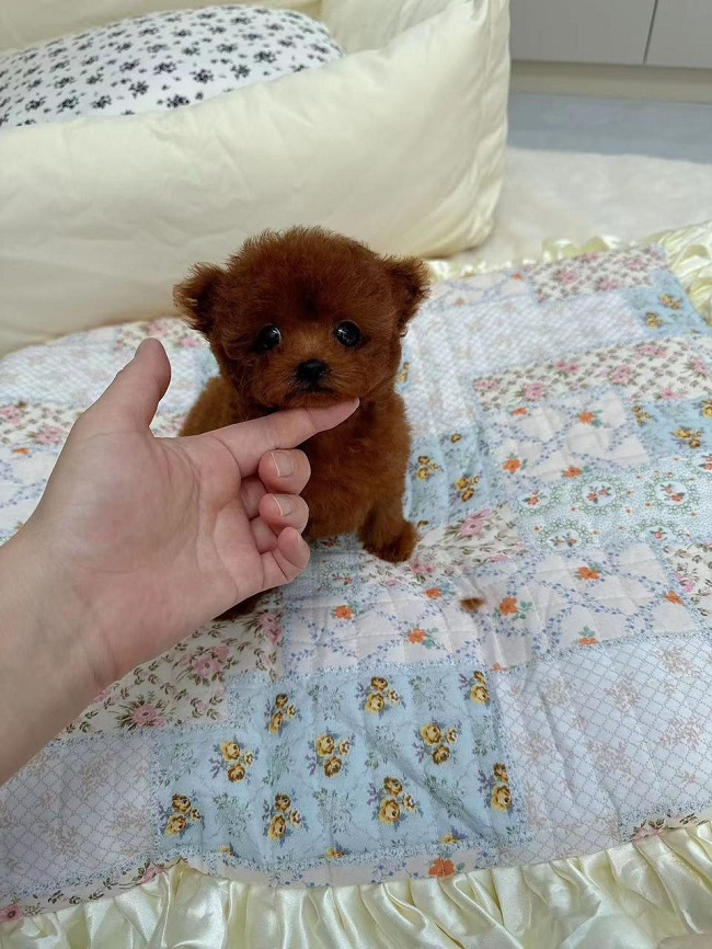 купить тикап тедди пудель