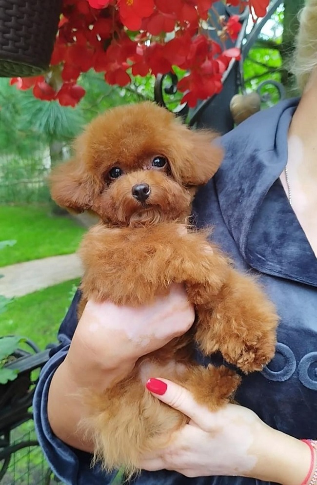 той тедди пудель