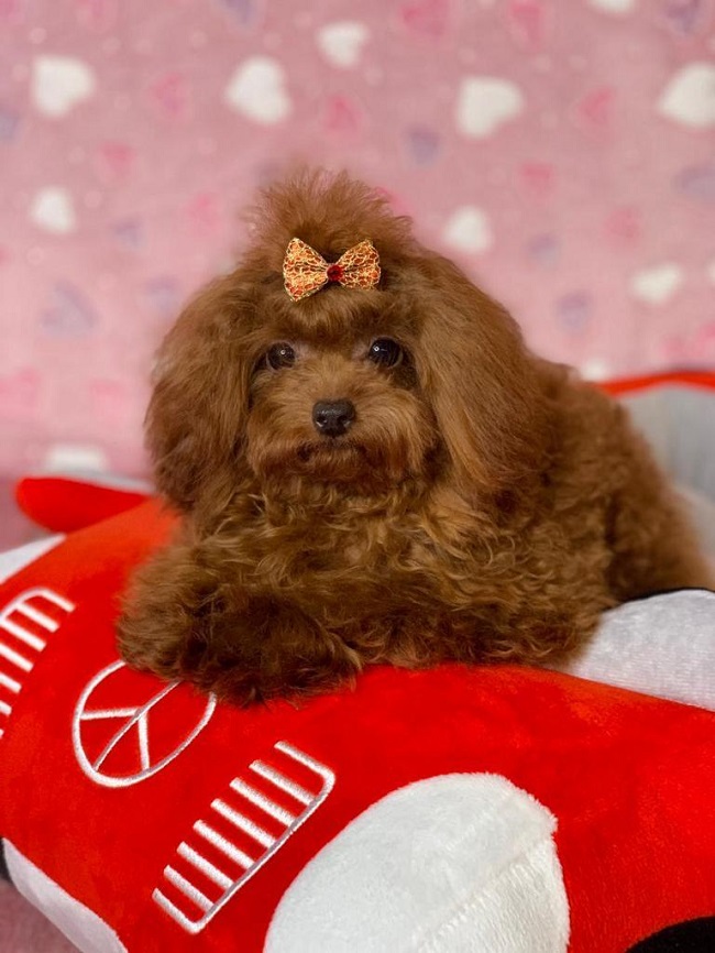 микро пудель