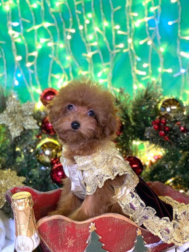 тедди пудель