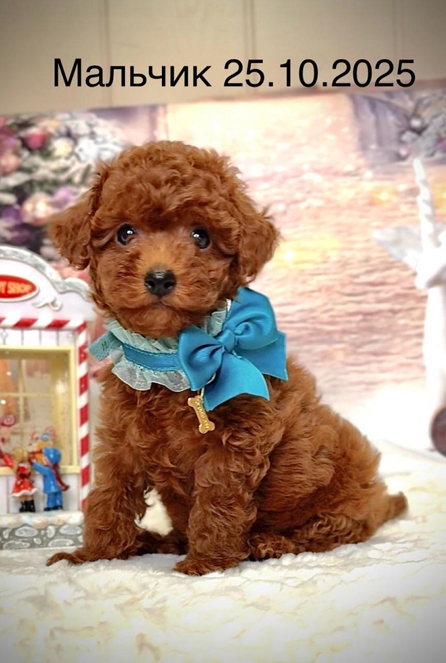 щенок мальтипу