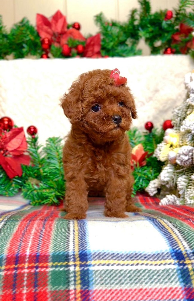 щенок мальтипу