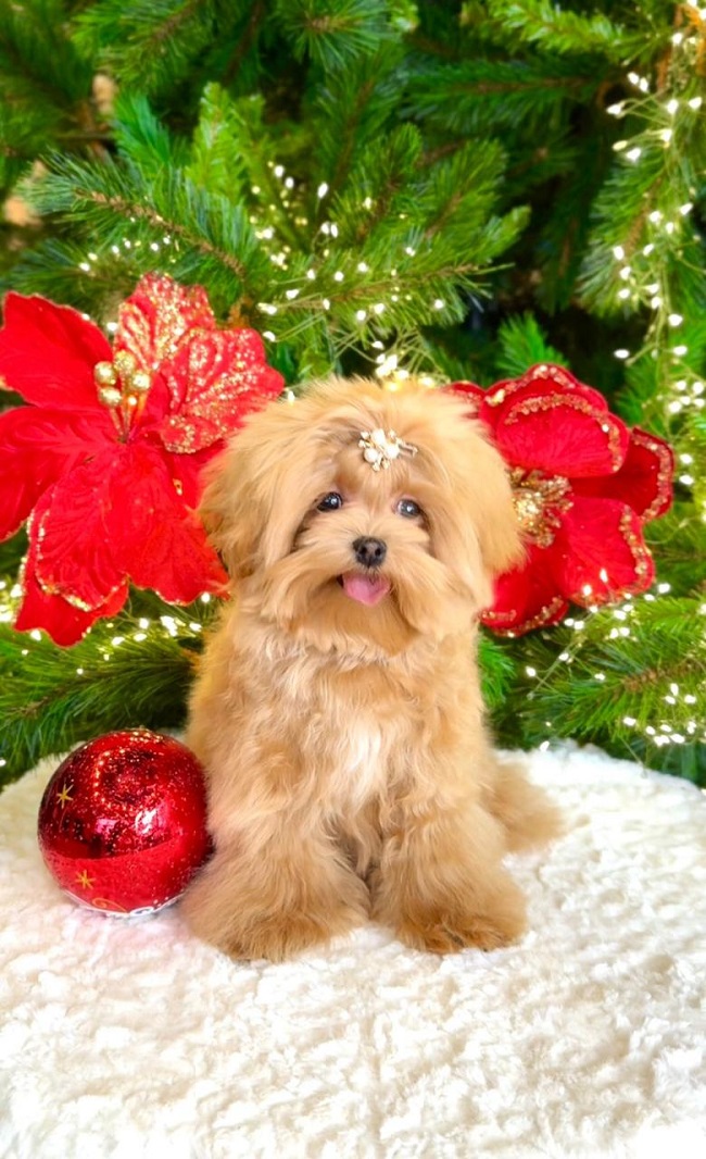 щенок мальтипу