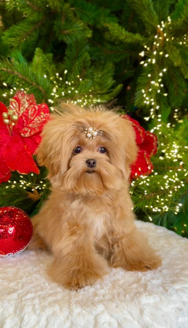 тедди пудель