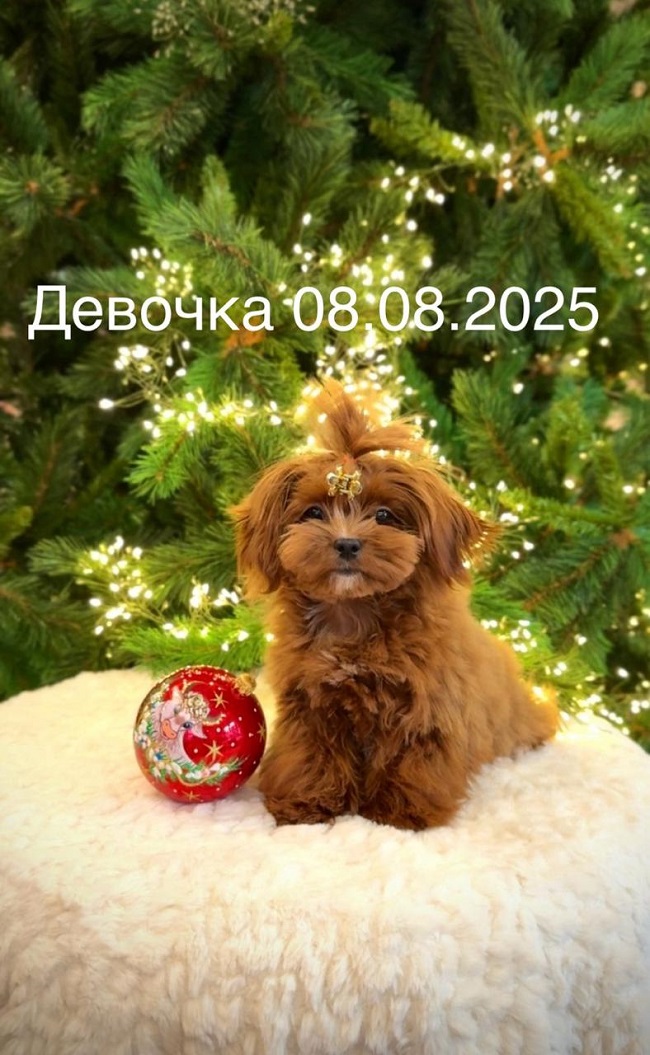 щенок мальтипу