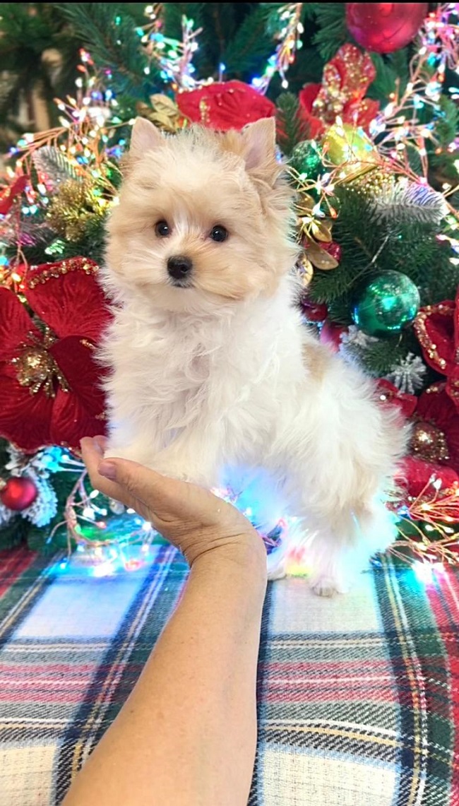 купить йорка в питомнике