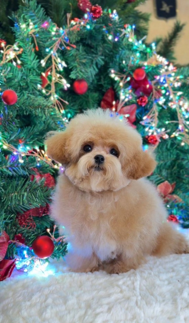 купить щенка бишон-фризе