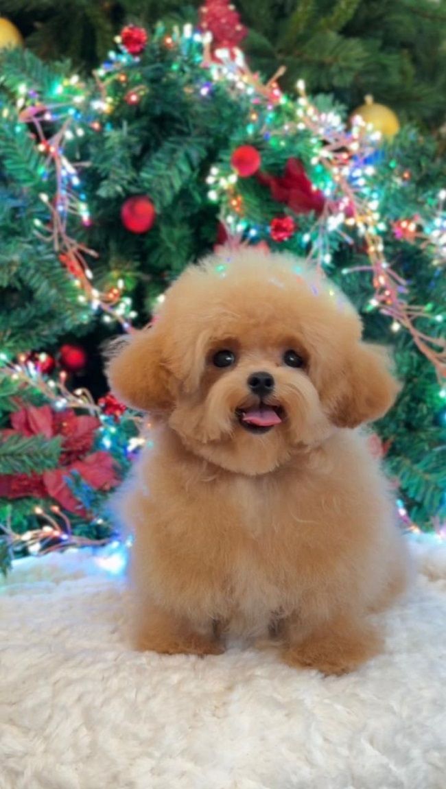 купить щенка бишон-фризе