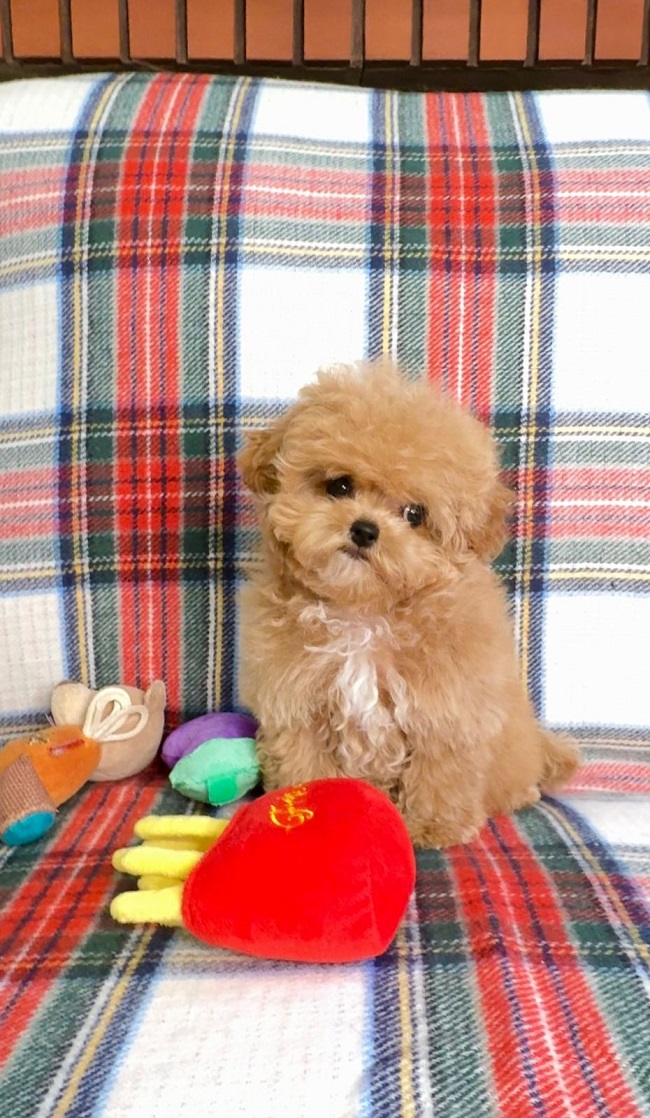 купить щенка бишон-фризе