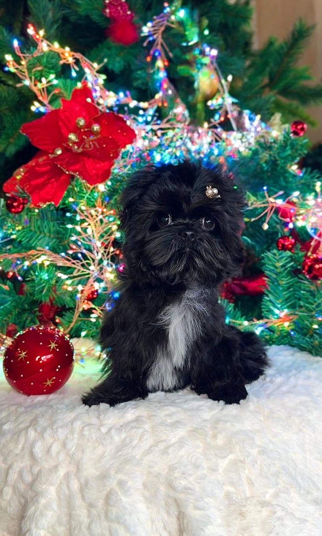 купить йорка в питомнике