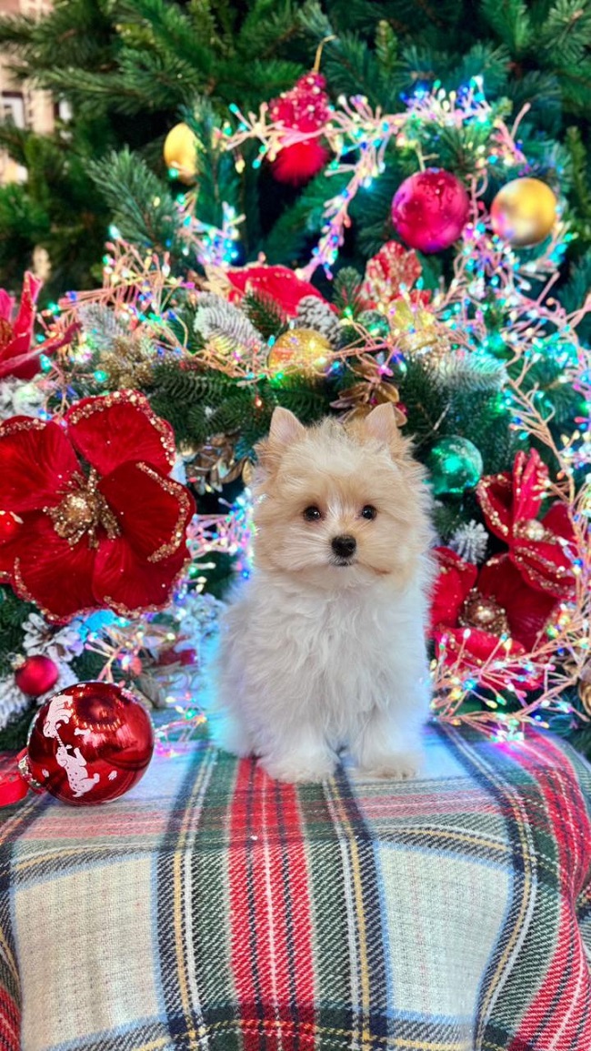 купить йорка в питомнике