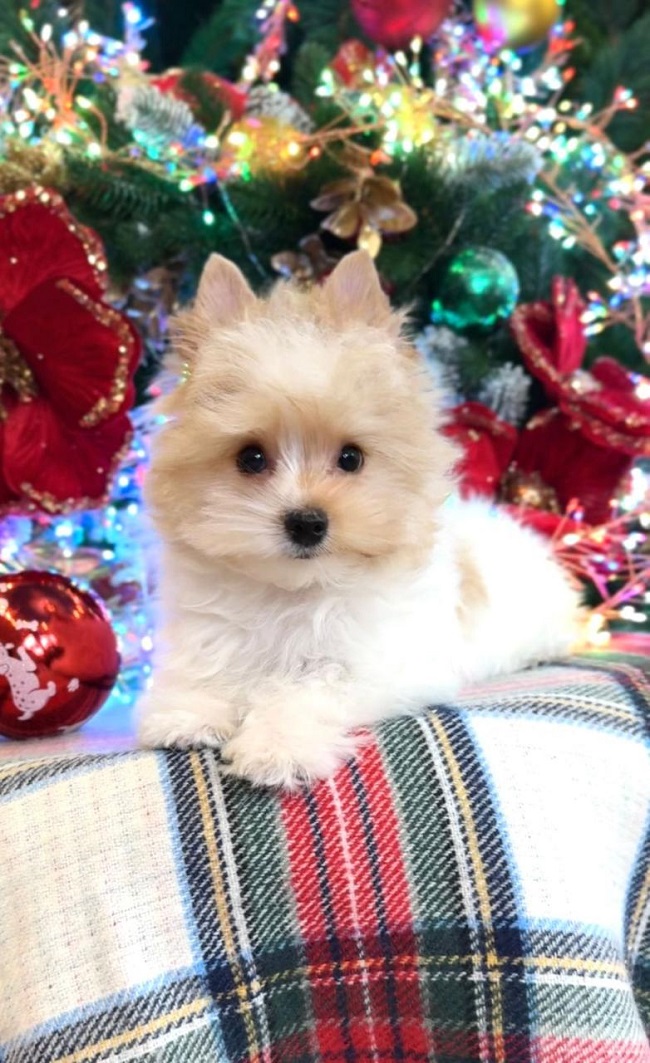 купить йорка в питомнике