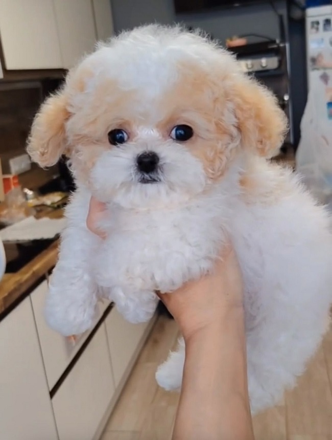 тедди пудель