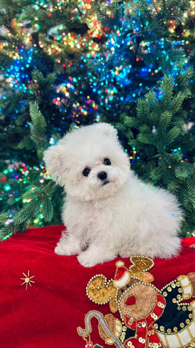 купить щенка бишон-фризе