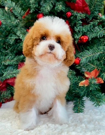 тедди пудель