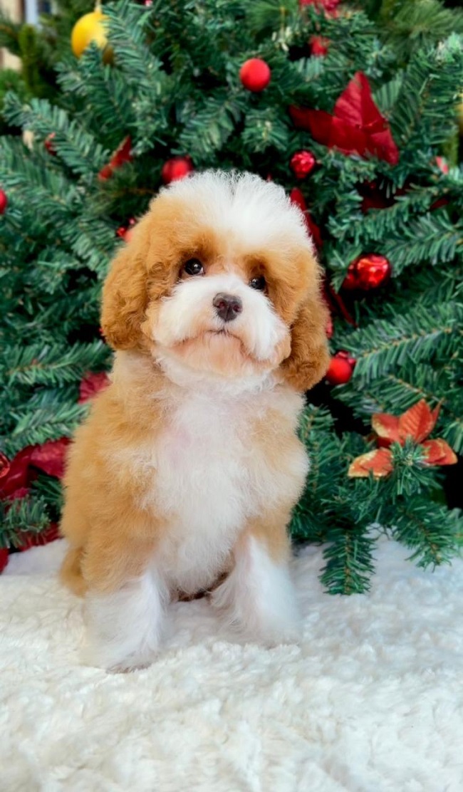 купить щенка той тедди пуделя