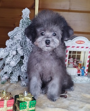 тедди пудель