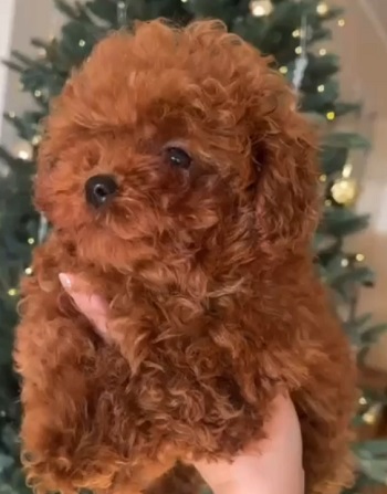 тедди пудель