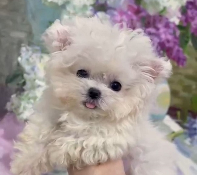 купить щенка бишон-фризе